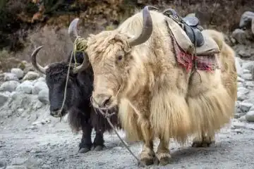 yak in Manali